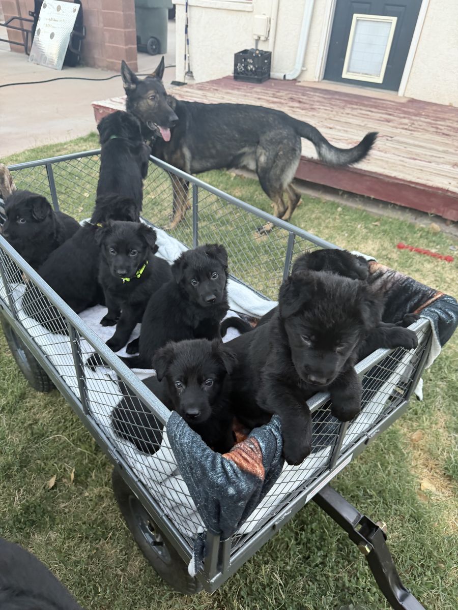 German shepherd puppies