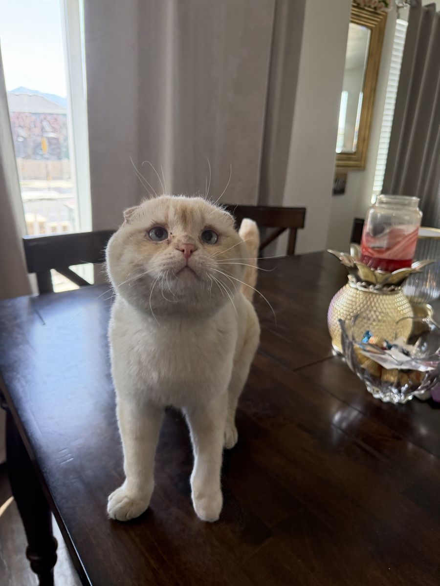 Adorable Scottish Fold Cat - Cream/White, Blue Eyes