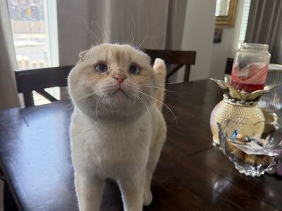 Adorable Scottish Fold Cat - Cream/White, Blue Eyes
