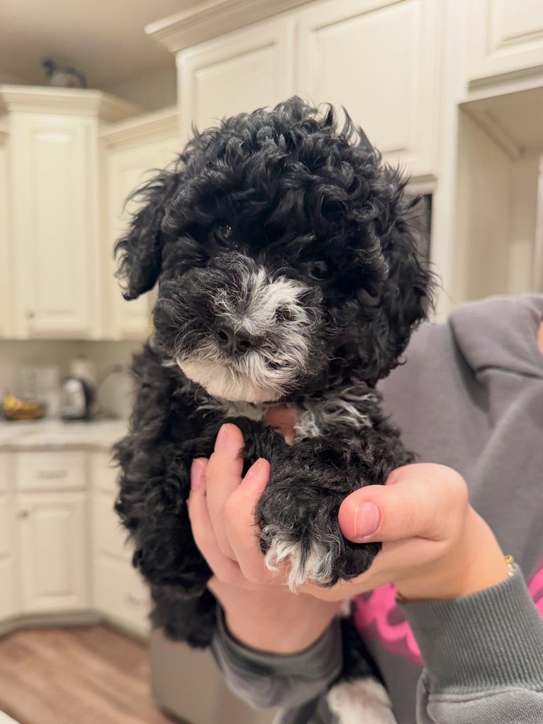 Multigenerational Australian Labradoodle