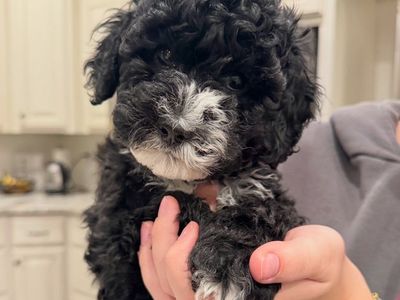 Multigenerational Australian Labradoodle