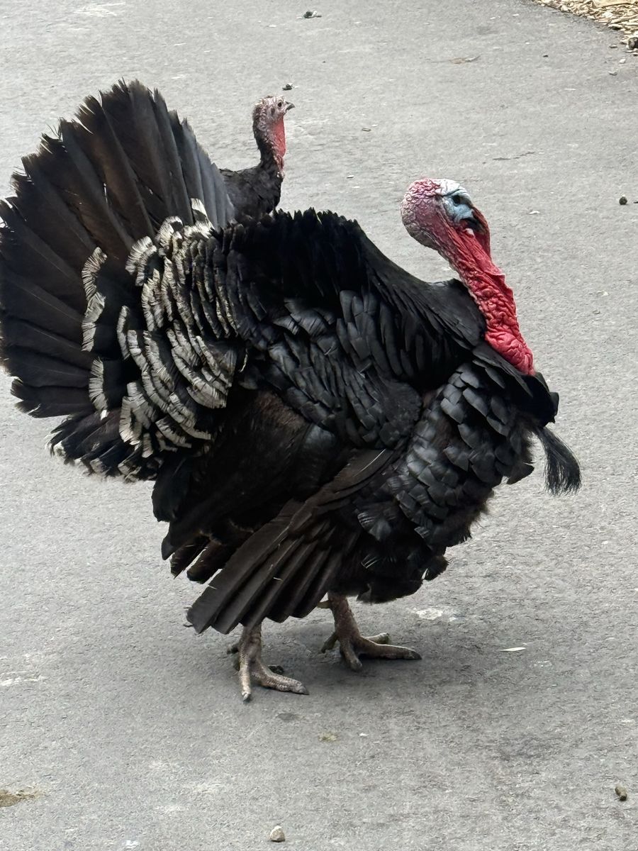 Live Turkey Livestock Poultry