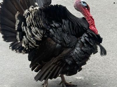 Live Turkey Livestock Poultry
