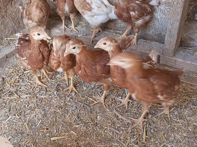 Coop ready pullets