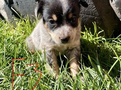 Heeler puppies