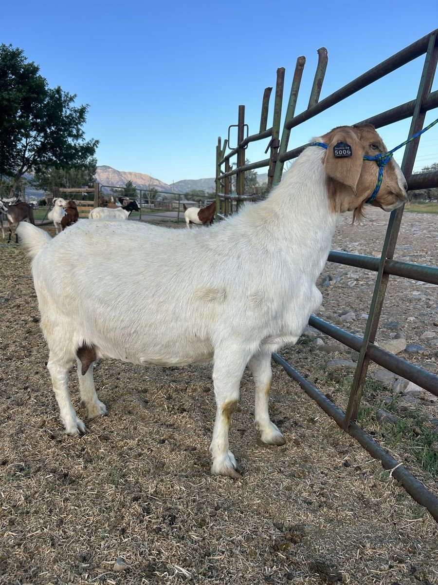 Boer goat and deoling