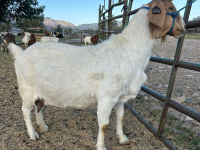 Boer goat and deoling
