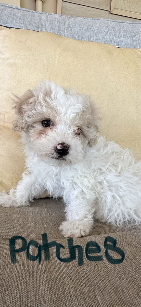 Maltipoo Puppy