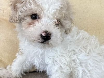 Maltipoo Puppy