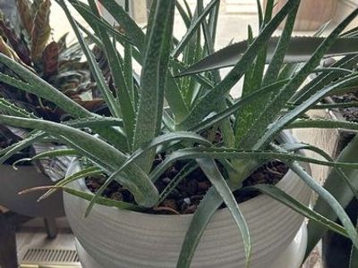 Crate & Barrel Concrete Pot With Aloe Succulent Plant