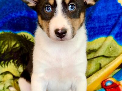 NO BARK Hypoallergenic Basenji Pups!