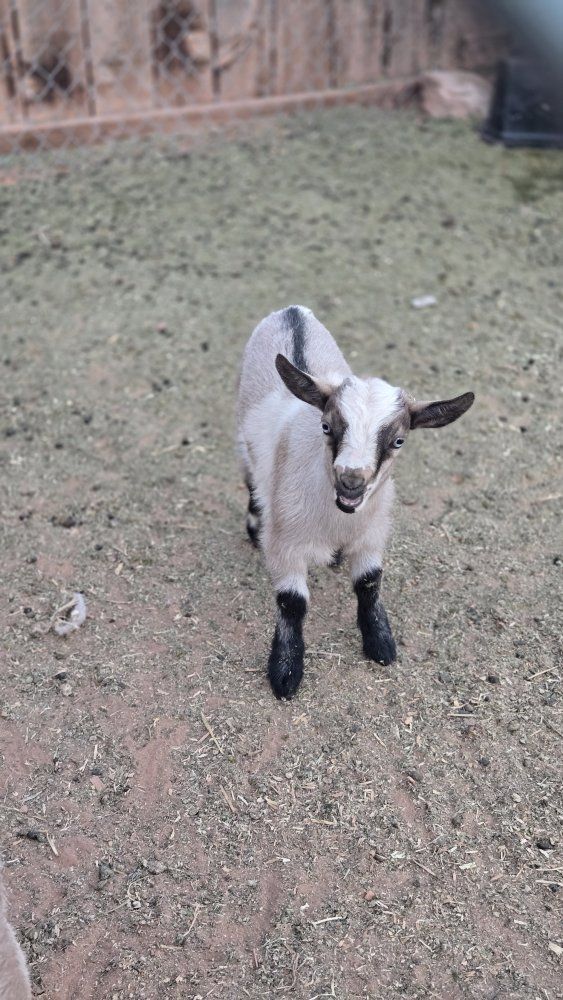 Nigerian Dwarf Goat Kids