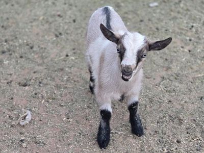 Nigerian Dwarf Goat Kids
