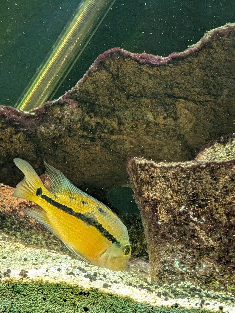 Hypsophrys Nicaraguensis aka Nicaraguan Cichlid