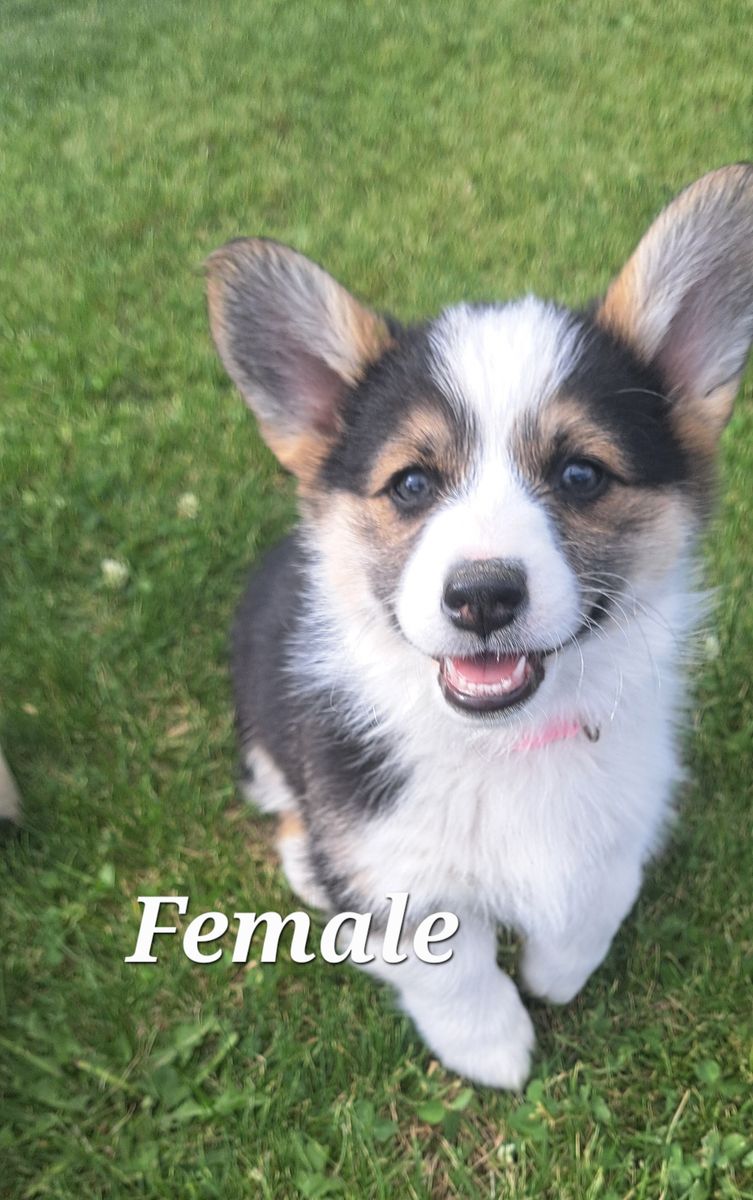 AKC Pembroke Welsh Corgis