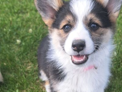 AKC Pembroke Welsh Corgis