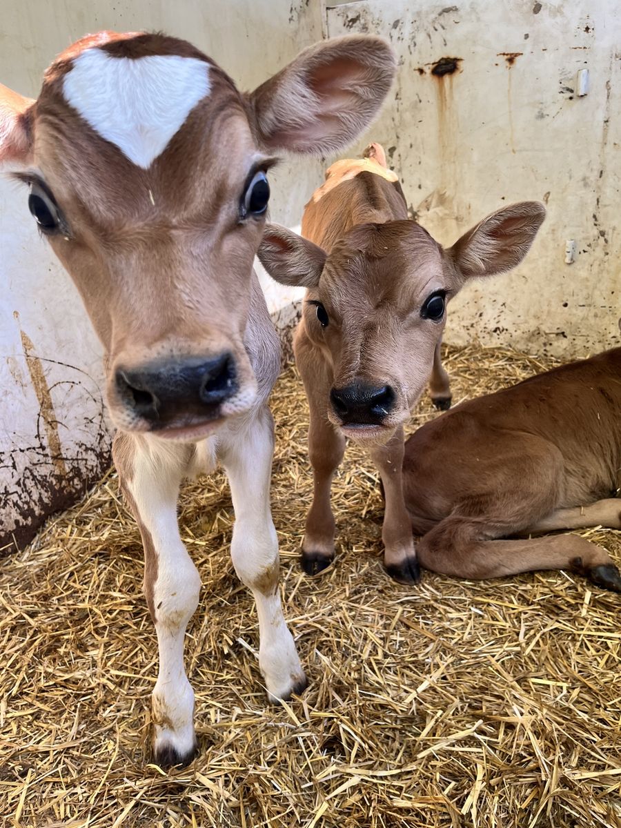 Jersery Bull Bottle Calves
