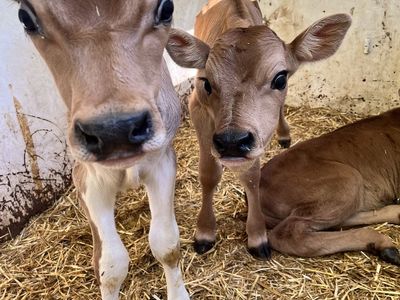Jersery Bull Bottle Calves
