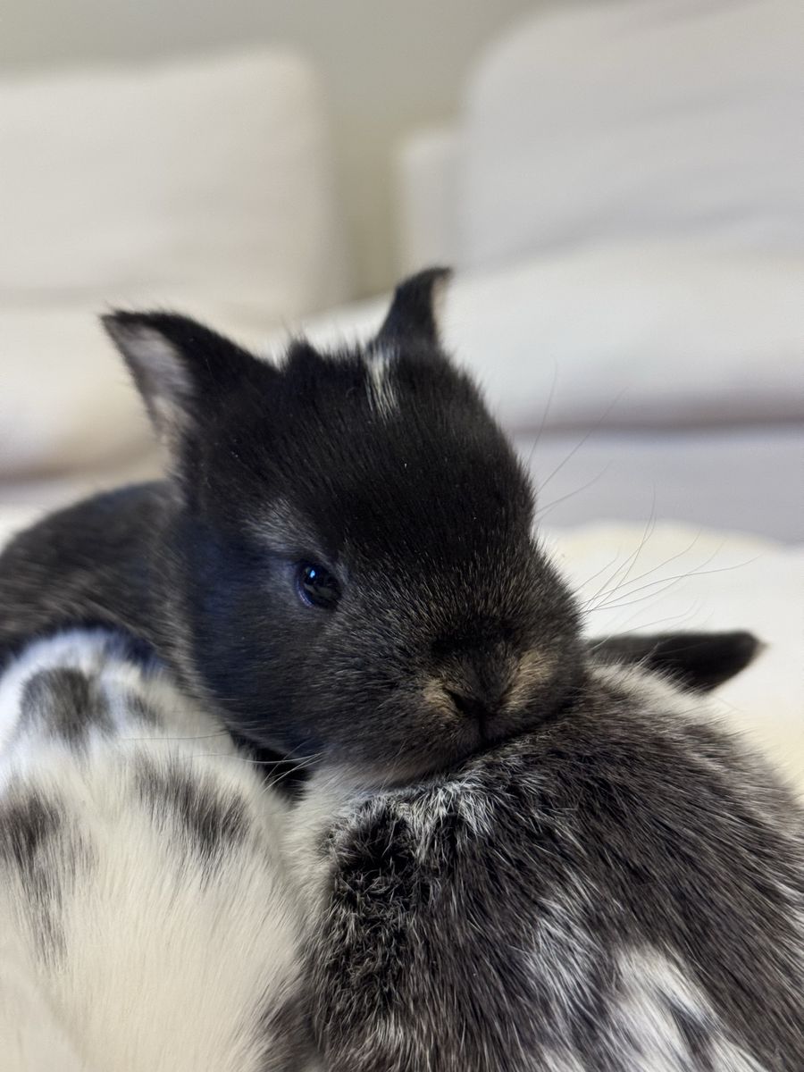 Baby Bunnies
