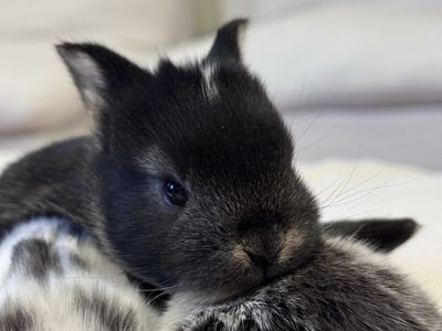 Baby Bunnies