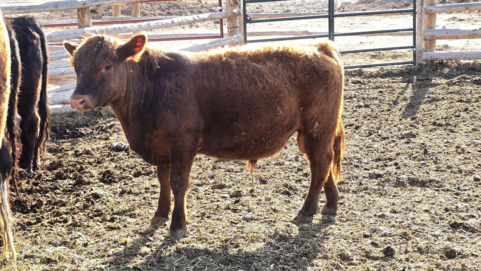 Miniature Bull