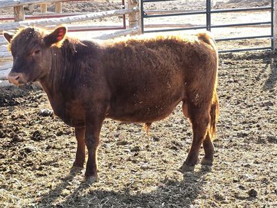 Miniature Bull
