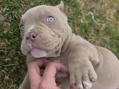 Micro American Bully Female 6k