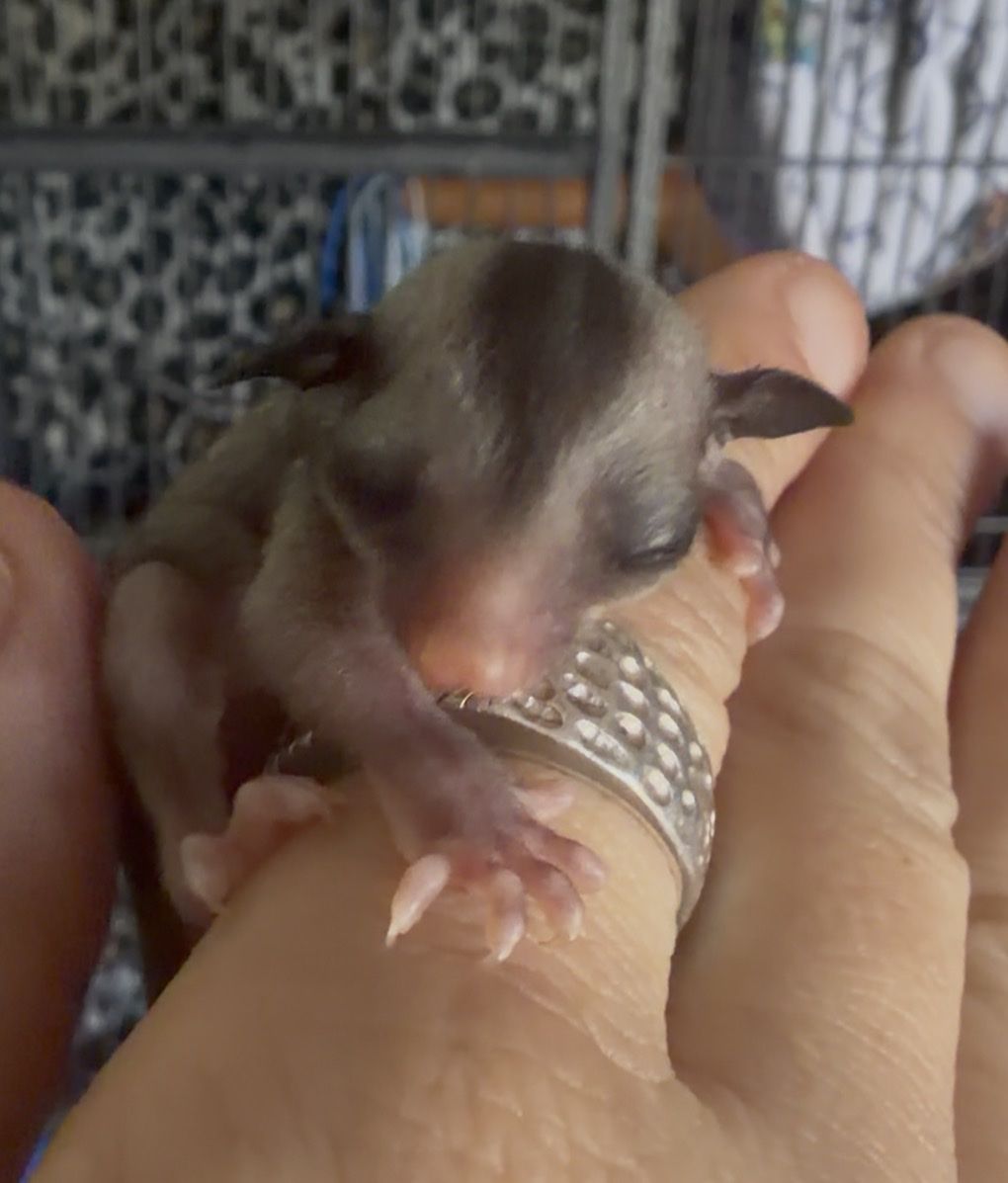 Twitty Male Sugar Glider Joey