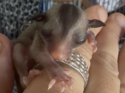 Twitty Male Sugar Glider Joey