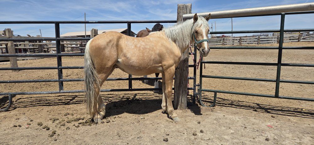 2024 Bakshir Curly Palomino Filly