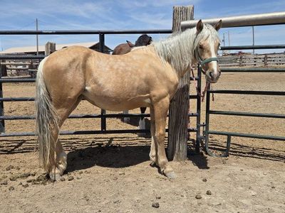 2024 Bakshir Curly Palomino Filly