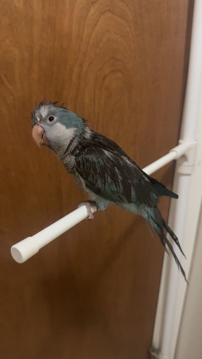Monk Parakeet (Quaker Parrot) - Blue, Young, Healthy, Socialized, Hand-Tamed