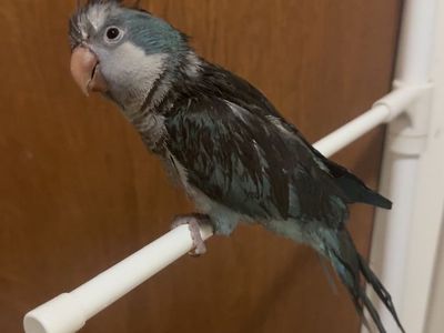 Monk Parakeet (Quaker Parrot) - Blue, Young, Healthy, Socialized, Hand-Tamed