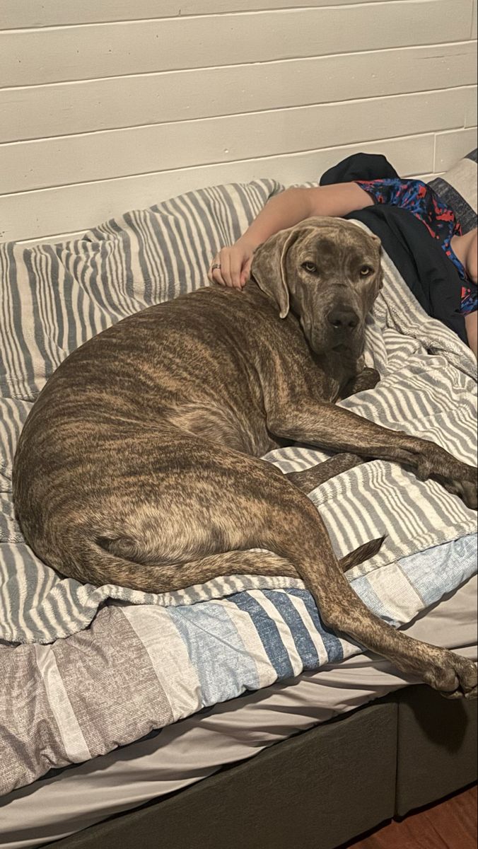 Italitan Daniff Or Great Dane Cane Corso Mix