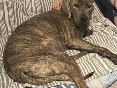 Italitan Daniff Or Great Dane Cane Corso Mix