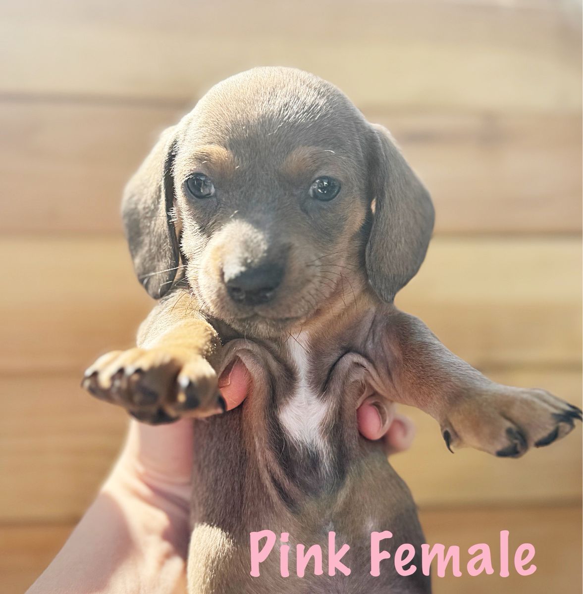 Mini Dachshund Puppies