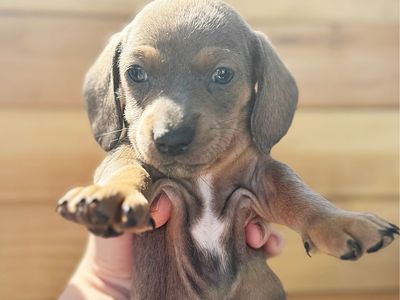 Mini Dachshund Puppies