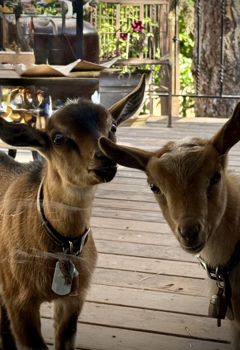 Nigerian dwarf baby goats