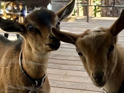 Nigerian dwarf baby goats