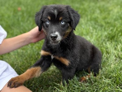 Mini aussie