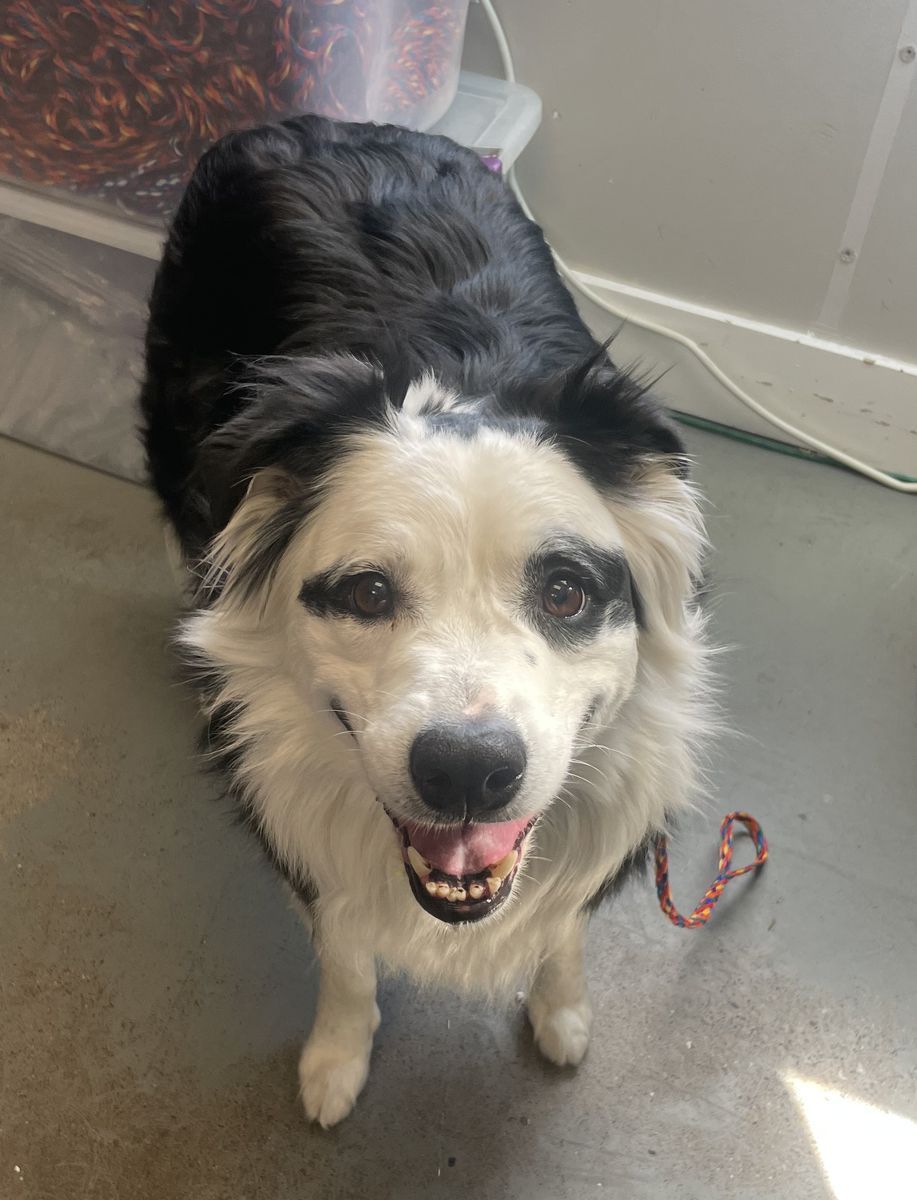 A160936 DoodleBob is Available for Adoption!