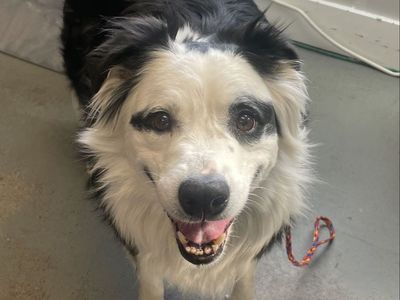 A160936 DoodleBob is Available for Adoption!