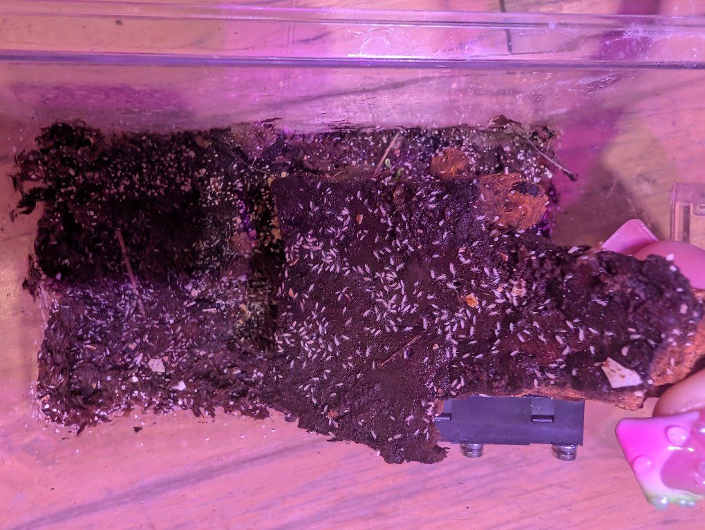 Springtail Colony Starts For Sale!