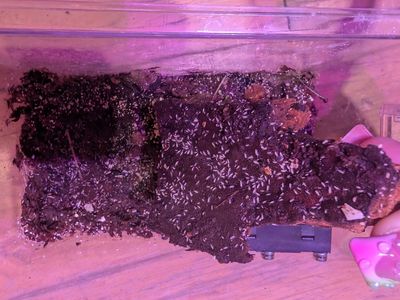 Springtail Colony Starts For Sale!