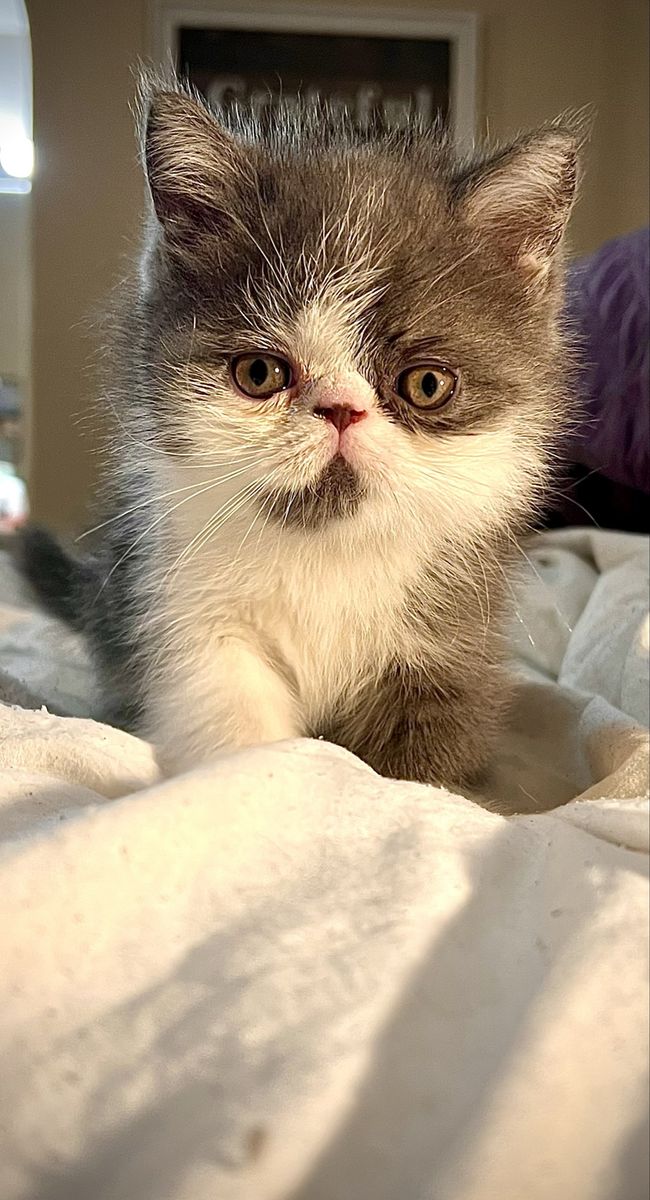 !!! PUREBRED EXOTIC SHORTHAIR (Persian) KITTENS !!!