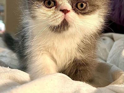 !!! PUREBRED EXOTIC SHORTHAIR (Persian) KITTENS !!!