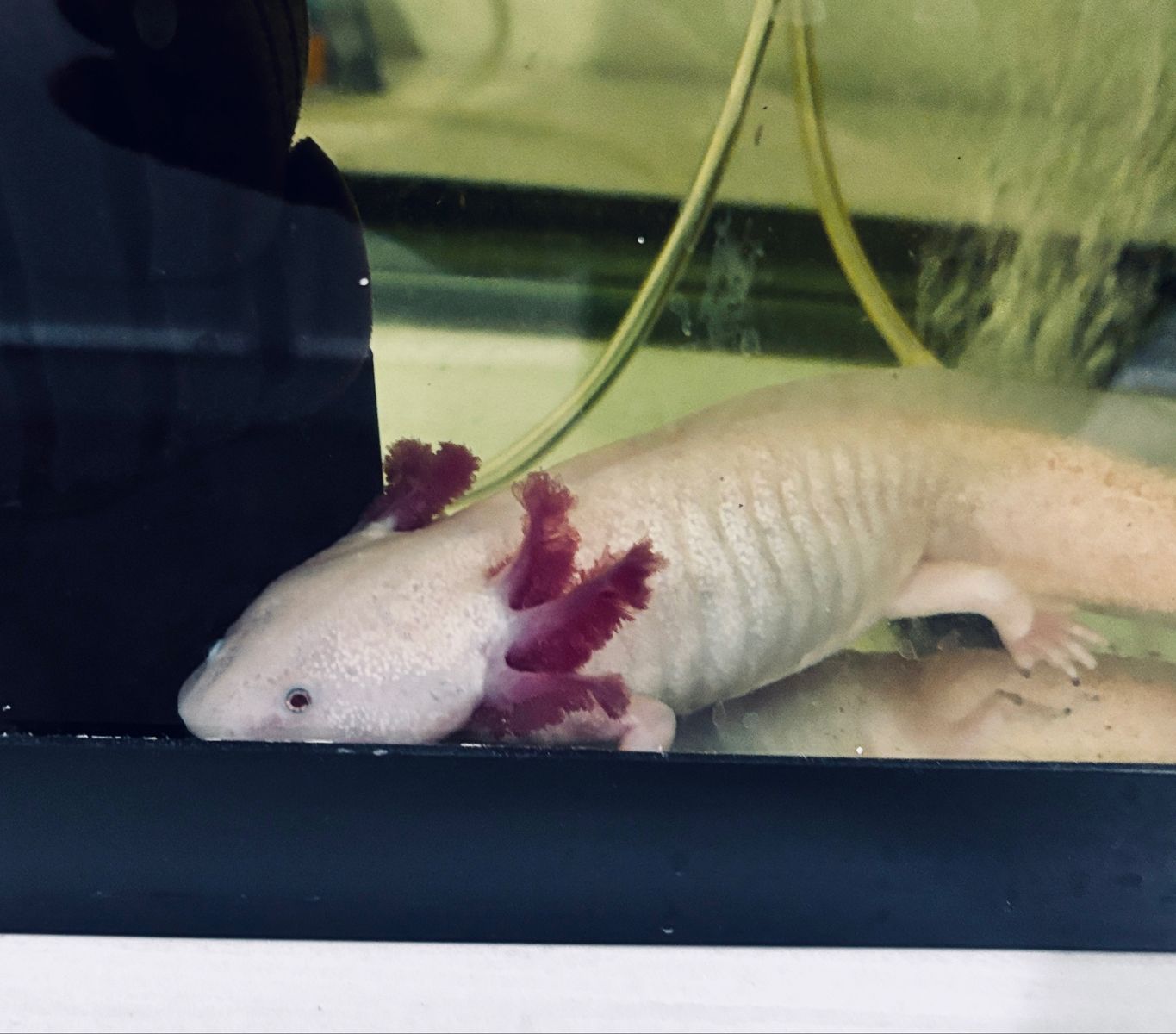 Leucistic Pink Axolotl Pet Amphibian