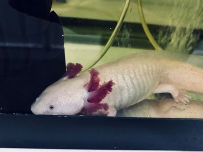 Leucistic Pink Axolotl Pet Amphibian