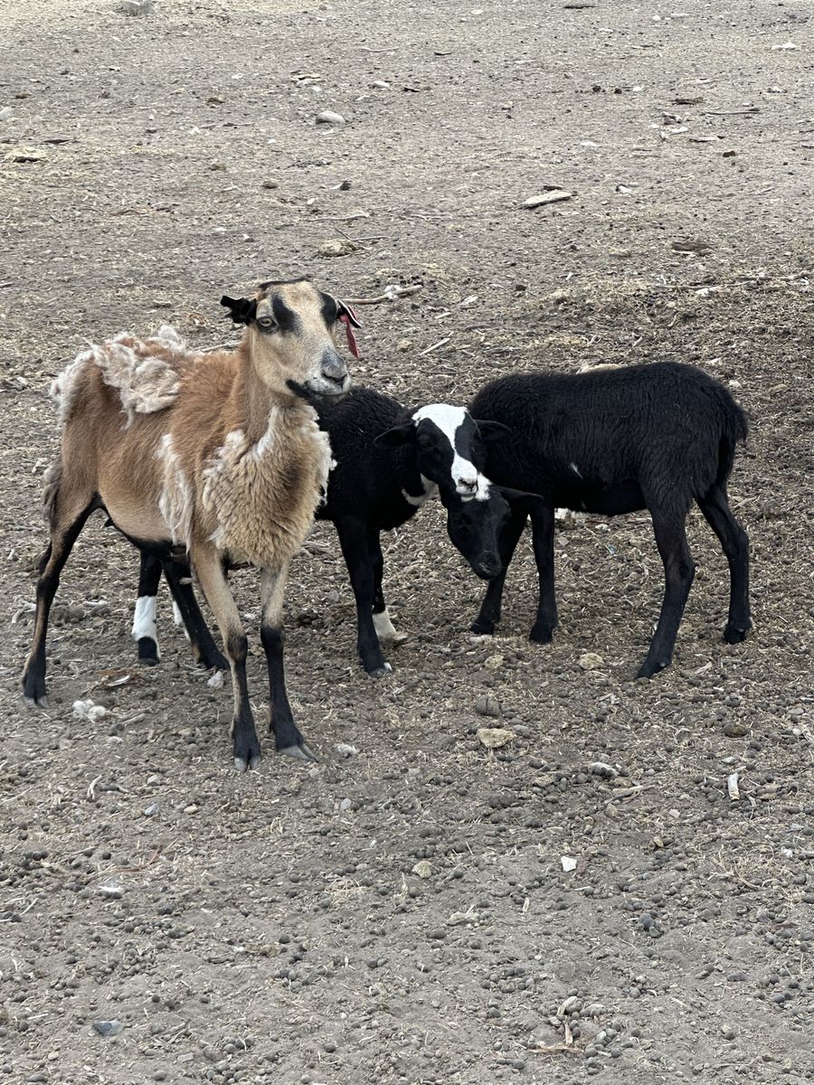 Churro Dorper Ewe And lambs