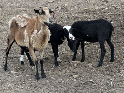 Churro Dorper Ewe And lambs